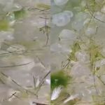 Binlercesi karadeniz kiyilarina vurdu tek tek telef oluyorlar rcbISYLw